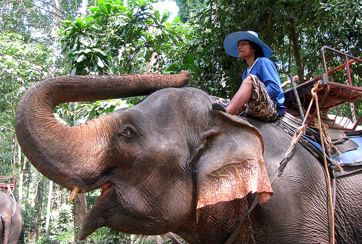 elephant, mahout, jungle