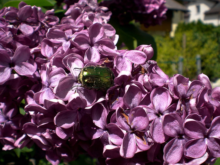 Rosa escarabat, escarabat d'or rosa brillant, escarabat, comú Rosa escarabat, Irisada, verd, rastreig