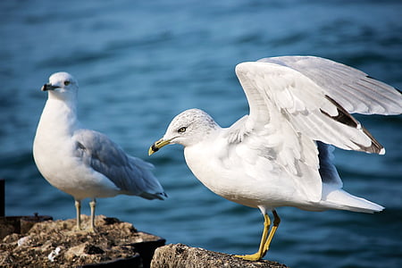 two, white, gray, seagulls, birds, ocean, water