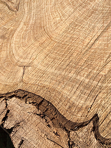 puit, tera, puu restid, struktuur, pruun, puidu tekstuur