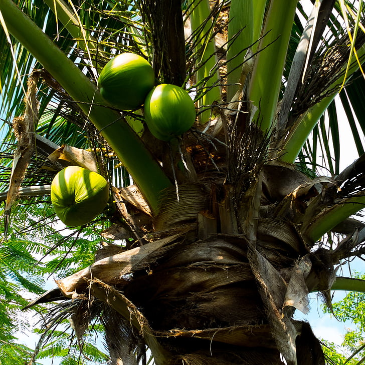 Kokosová palma, dlaně, kokosové ořechy, ovoce, Příroda, strom, Palma