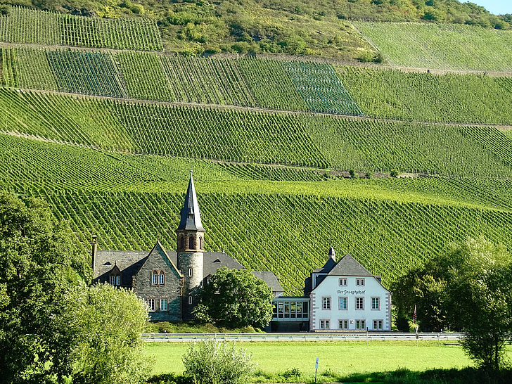 vinyes, Mecklemburg-Pomerània Occidental, zona vinícola, gran pendent, pissarra, Sachsen, paisatge