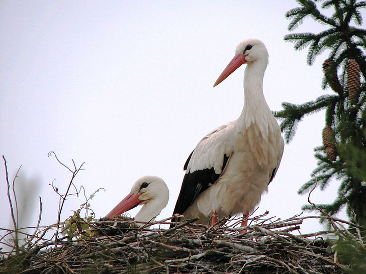 stork, bill, white stork, adebar, nest, feather