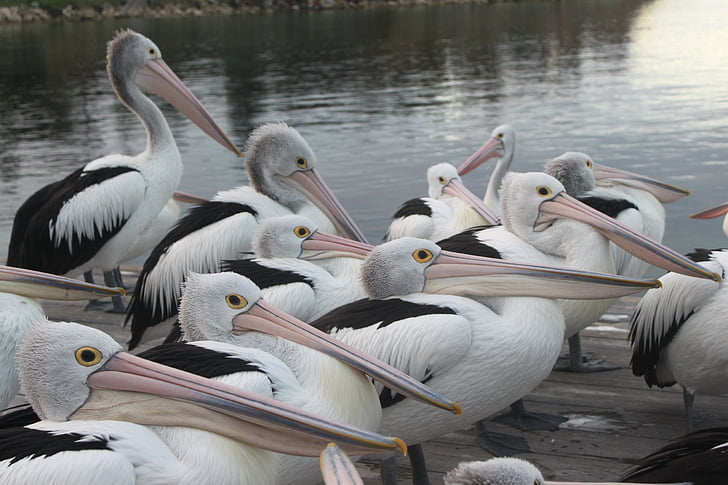 pelicans, australia, birds