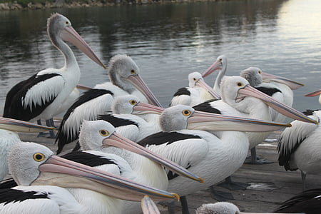 pelikaner, Australia, fugler
