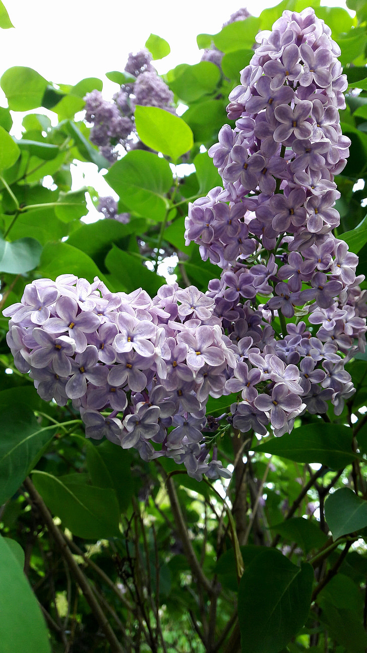 flowers, spring, lilac, nature