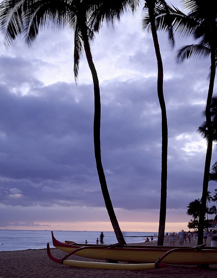 pludmale, katamarāns, Hawaii, okeāns, palmas, saulriets, krēslas stundā