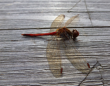 Dragonfly, rød, vinger, insekt, feil, makro, hvile