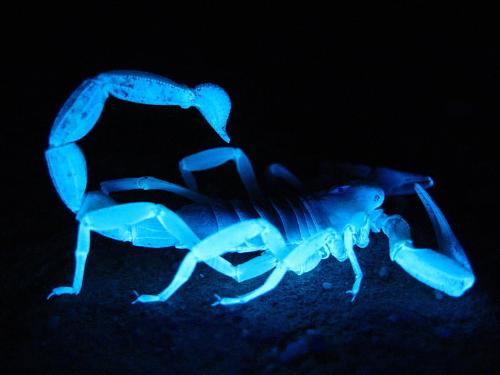 reuze harige scorpion, fluorescerende, donker, gloeien, woestijn, grote, hadrurus arizonensis