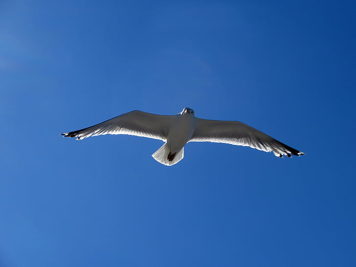 Seagull, meeuw, vliegen, Glide, zeil, elegante, vogel