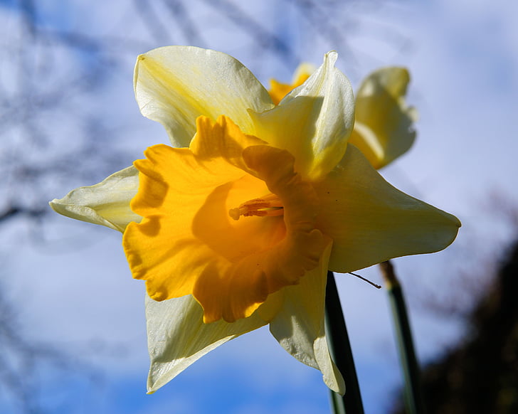 Narciso, flor, flor, amarelo, Narciso, Primavera, pseudonarcissus Narcissus