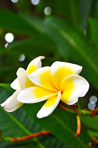 Frangipani, çiçekler, beyaz çiçekler, daha fazla bilgi