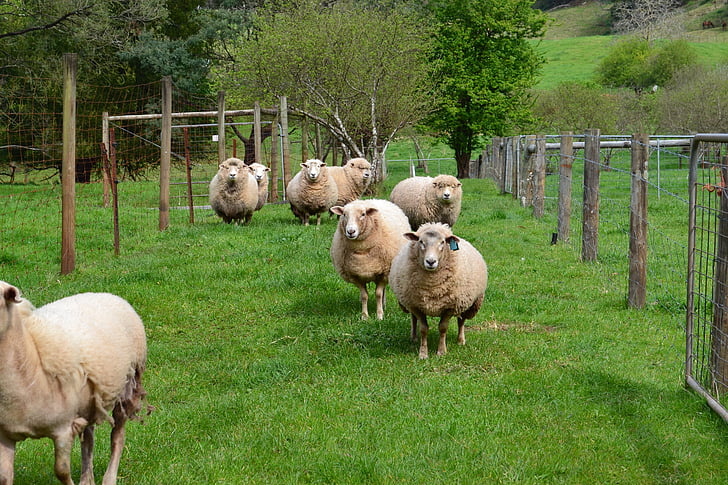 ovce, regióne Gippsland, Victoria, Austrália, farma, vidieka