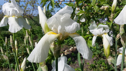 Iris, flor, primavera, sol, natura, jardí, flors de primavera