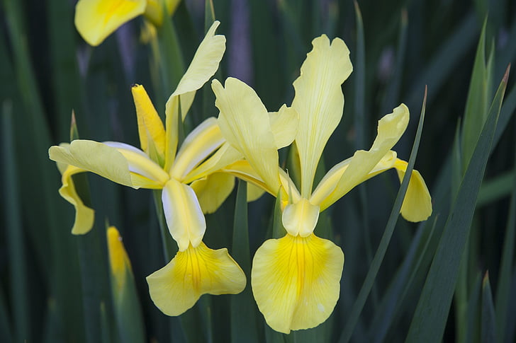 Iris, gul, blomst, natur, Flora, anlegget, våren