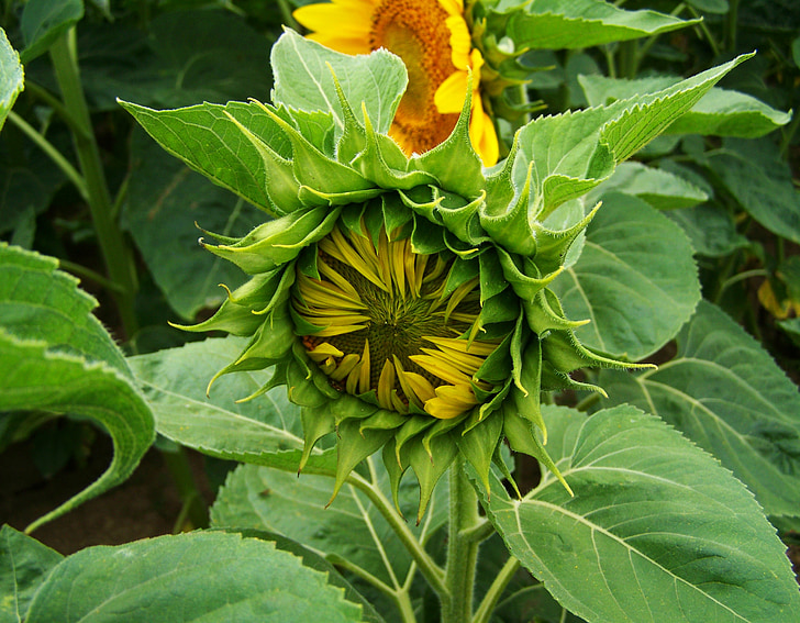 bunga matahari, Puting kondisi, musim panas