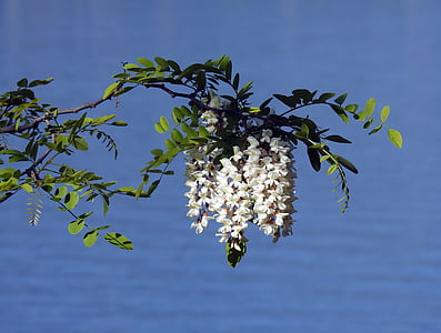 maggiociondolo, blomst, forår, natur, træ, gren, blad