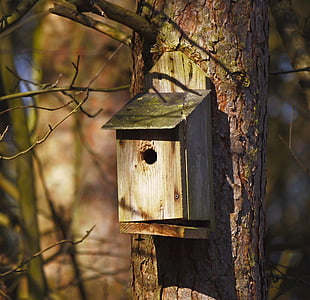 nesting box, forest, pine, battered, quaint, tree, breed