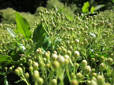 Pyracantha coccinea, Firethorn, buske, träd, botanik, Flora, arter