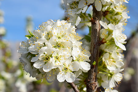 bloom, spring, nature, trees, flowers, garden, pear