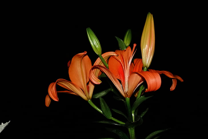 Orange, Frühling, Blumen und Vase, Blume, Natur, Blütenblatt, schwarzem Hintergrund