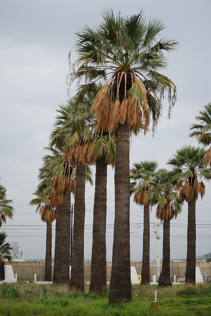 Palm, verticale, verde, palmier, copac