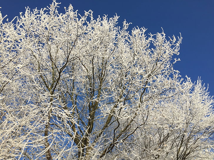 invernal, Frosty, naturaleza, árboles, Estado de ánimo de invierno, escarcha, invierno