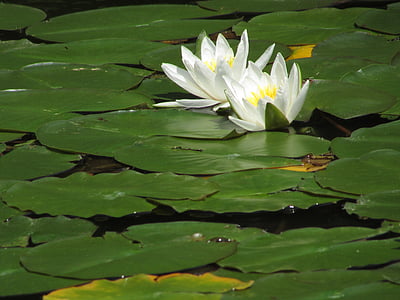 Vodní lilie, bílá, květ, Bloom, Příroda, vodní rostlina