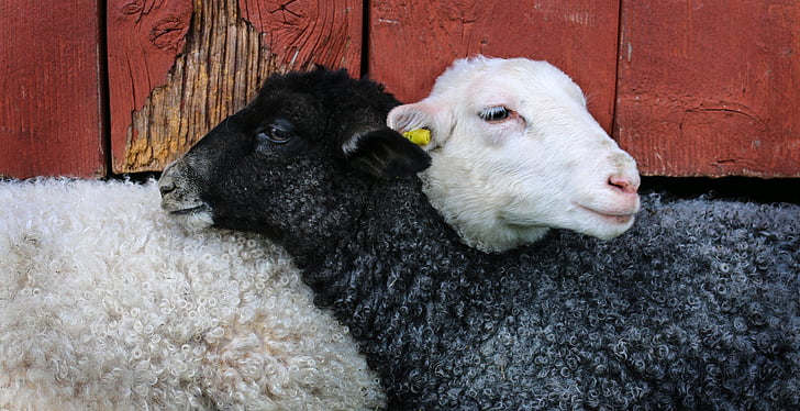 two, black, white, sheep, Lamb, Friends, domestic animals