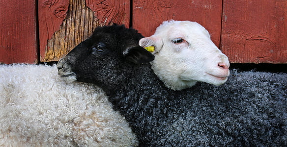 kaksi, musta, valkoinen, lampaat, karitsan, ystävät, kotieläinten