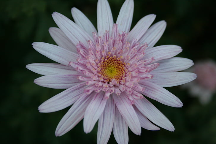 Daisy, kukka, Bloom, Crown, Kahden hengen, vaaleanpunainen, keltainen keskus