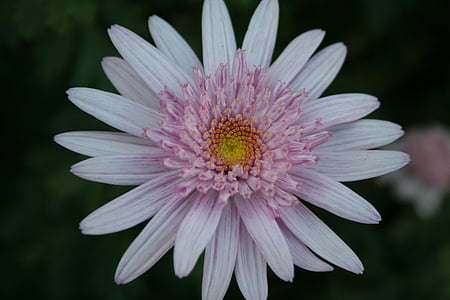 daisy, flower, bloom, crown, double, light pink, yellow centre