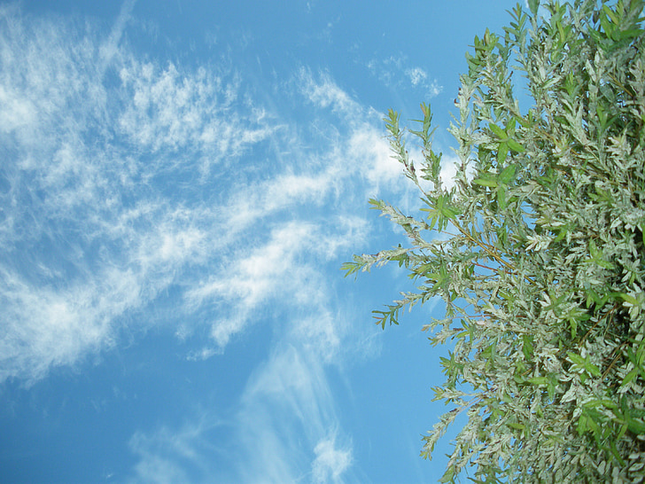 Sky, Cloud, modrá, zatiahnutej oblohe, biely oblak, strom, Príroda