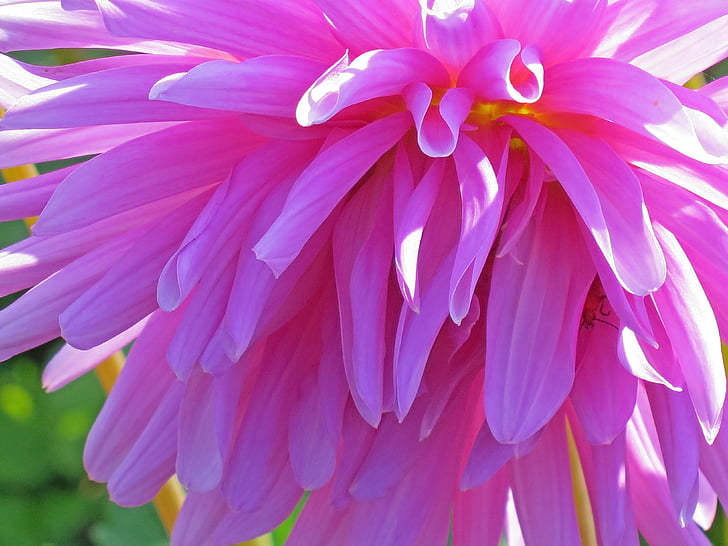 flower, blossom, bloom, plant, pink, flora