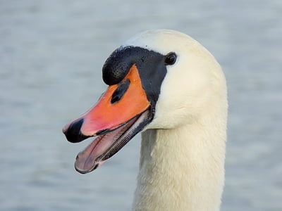 plomes, Cigne, ocell, Estany, Majestic, animal, Llac