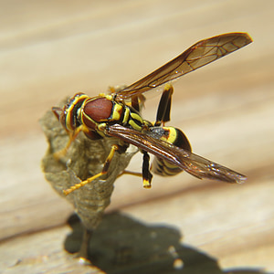 WASP, hmyz, žlutá, Wild, makro, Příroda, detail