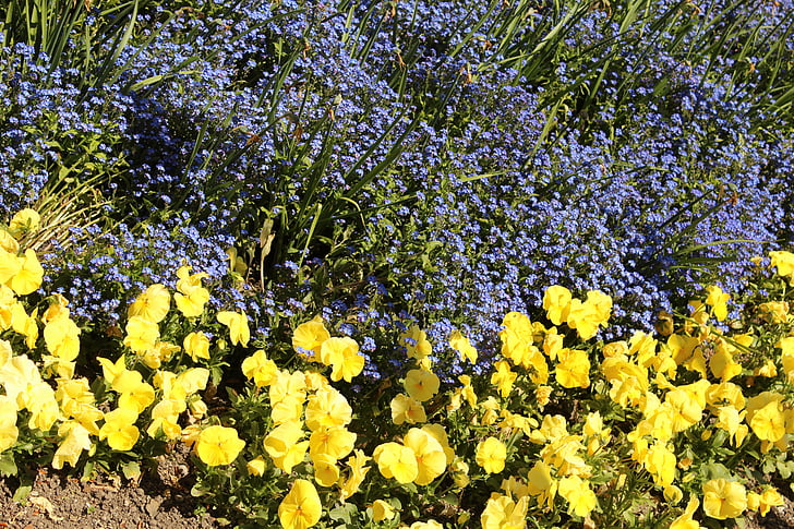 amarillo, púrpura, flor, naturaleza, flor, floración, jardín