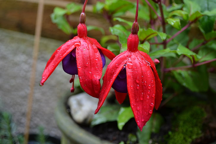 fuchsia, potted plant, woody, hardy, perennial variety, red, purple