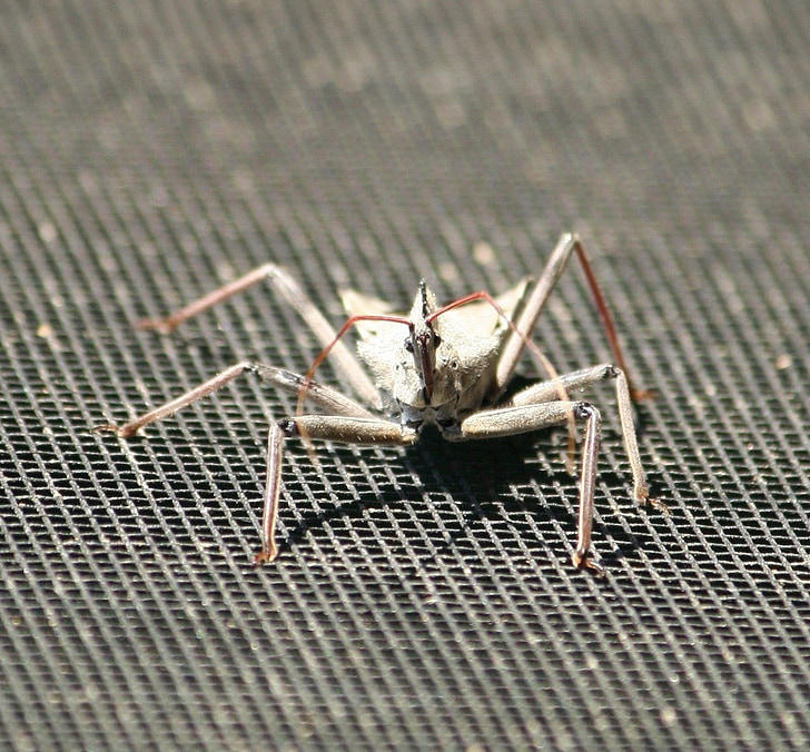 insect, wheel bug, assasin insect, legs, aggressive, painful bite, carnivore