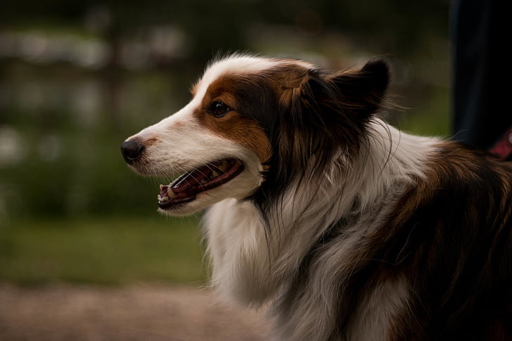 shallow, photography, white, brown, long, coated, dog