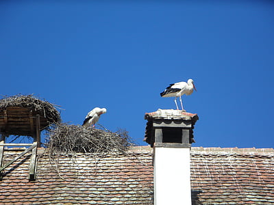 stork, storks, roof, storchennest, breed, rattle stork, nest
