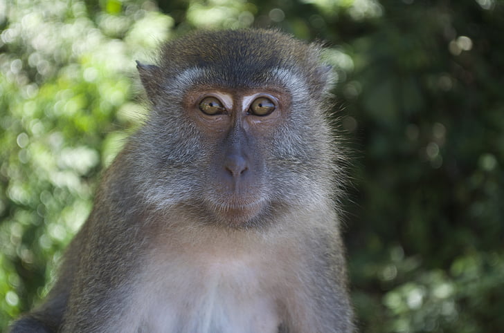 Monkey, Národný park Serengeti, cicavec, voľne žijúcich živočíchov, Príroda, divoké, Zoo