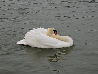 Swan, vit, fågel, vatten, sjön, djur, vilda djur