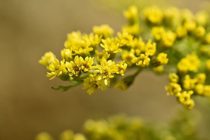 golden rod, plant, flowers, yellow, yellow flowers, close, nature
