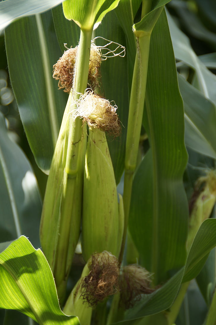 corn on the cob, fodder maize, corn, plant, corn plant, cultivation, corn cultivation