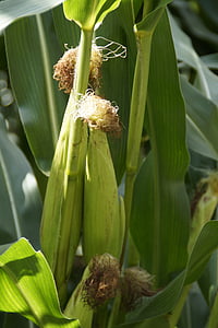 Кукуруза в початках, Кукуруза фуражная, Кукуруза, завод, растение кукурузы, Выращивание, Выращивание кукурузы