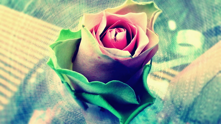 Bloom, Blüte, Flora, Blume, stieg, frische, Blütenblatt