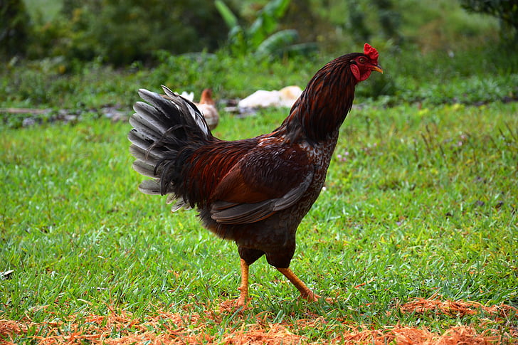 pollo, animale, Addio al nubilato, pollame, uccello, azienda agricola, Chicken - uccelli