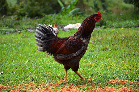κοτόπουλο, ζώο, όρνιθα, πουλερικά, πουλί, αγρόκτημα, κοτόπουλο - πουλί