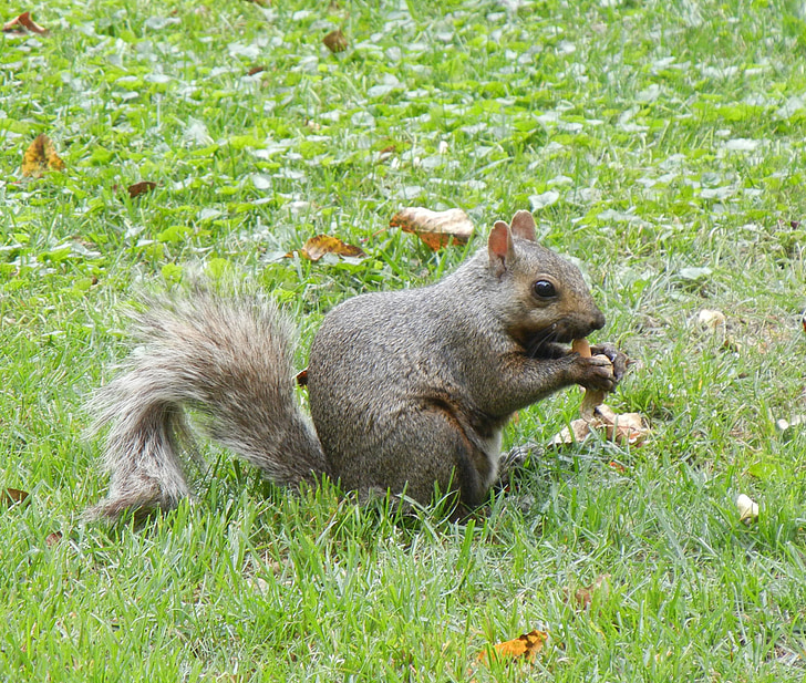 squirrel, rodent, animal, cute, grey, wildlife, outdoors